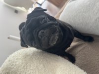 Çok sevdiğimiz pug kızımızı üzülerek sahiplendiriyoruz