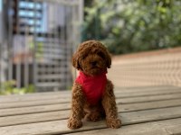 Safkan Red Brown Toy Poodle Bebekler