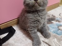 Scottish Fold Minnoşum