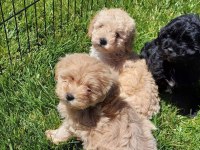 İstanbul Ruhsatli Çiflikten Maltipoo Yavruları