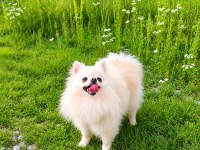 Teacup Boy Pamuk Prenses Pomeranian