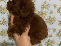 Kore Poodle Teacup Baby Face Poodle Yavrular