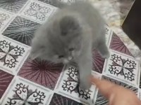 British Shorthair Erkek