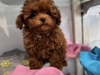 TOYPOODLE YAVRULARIMIZ 