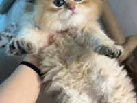 British Longhair Golden Kardeşler Mükemmel Kaliteli