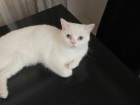 KEDİMİZ PAMUK İÇİN ACİL YUVA ARIYORUZ