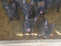 Malinois sağlam kan hattı