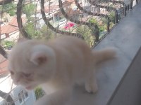 Saf kan exotic shorthair erkek yavru