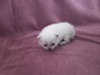 Yavru british shorthair