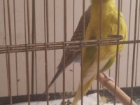 2025 LI ERKEK DİLİ HAZIR YUMURTLAYAN TAKIM MUHABBET KUŞU