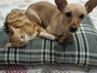 Köpeğimiz Nisan Hanıma Yeni Aile Arıyoruz