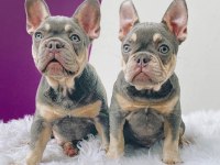 FRENCH BULLDOG YAVRULARI