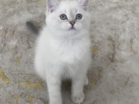 British shorthair bebeğimiz yeni yuvasını arıyor
