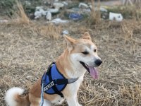 3 Yaşında Akita İnu Kızım Bella Dişi Olduğu İçin