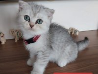 SCOTTİSH FOLD VE BRİTİSH SAF KAN OYUNCU BEBEKLERİMİZ