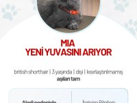 British shorthair kedisi