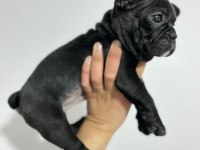 ÜST KALİTE FRENCH BULLDOG BEBEKLER