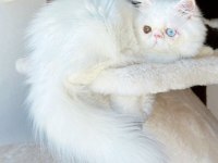 Toretto erkek kedisi LÜTFEN ARAYARAK BILGI ALIN