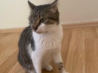 ACİL SAHİPLENDİRME KEDİMİZ