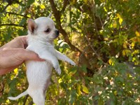 Dünyalar Tatlısı Küçük Boy Chihuahua