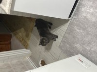 British shorthair 3 yaşında kedimiz