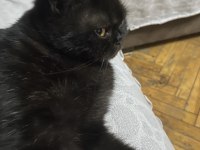 Sevecen kucak delisi exotic shorthair
