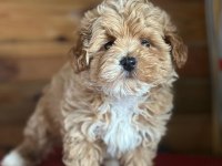 MALTİPOO YAVRULARIMIZ