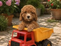 TATLI KUCUK POODLE MINIKLER