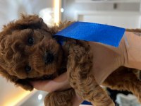 ORJİNAL TAM TOY VE TEA CUP POODLE BEBEKLER
