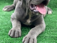 DEV PREMİUM CANE CORSO YAVRULARI
