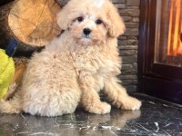 Akıllı Ve Tüy Dökmeyen Karakteriyle Maltipoo Yavrusu