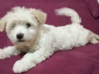 Dişi A kalite Maltipoo