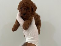 Korekan red brown orjinal poodle yavrumuz