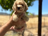 Toy poodle minik şekerler
