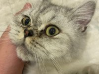 1 Yaşında Exotic British Longhair oğlumuz