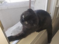 Scottish fold gecemiz yeni evini arıyor