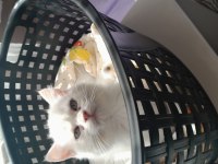 British shorthair kedilerimiz evcimen oyuncudur