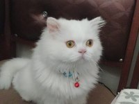 İran Chinchilla