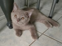 Lilac british shorthair erkek yavru