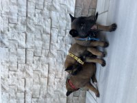 Orjinal saf kan Malinois