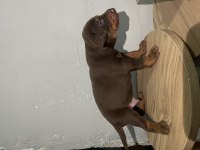 Muhteşem güzellikte Kızıl Doberman Yavruları