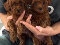 Toy Poodle Yavrularımız