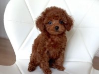 KORE TOY POODLE YAVRULAR