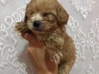 Ev doğumlu ırk sağlık garantili maltipoo bebek