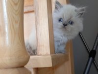 Harika british longhair bebekler