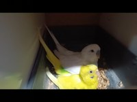 Beyaz Df Erkek Sarı Resesif Dişi Muhabbet Kuşu