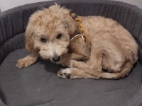 Aylık erkek maltipoo