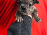 French bulldog yavru köpeklerimiz
