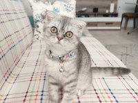 2 Aylık Erkek Scottish Fold