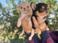 Teacup Chihuahua dişi yavrularımız @petclubadanaa